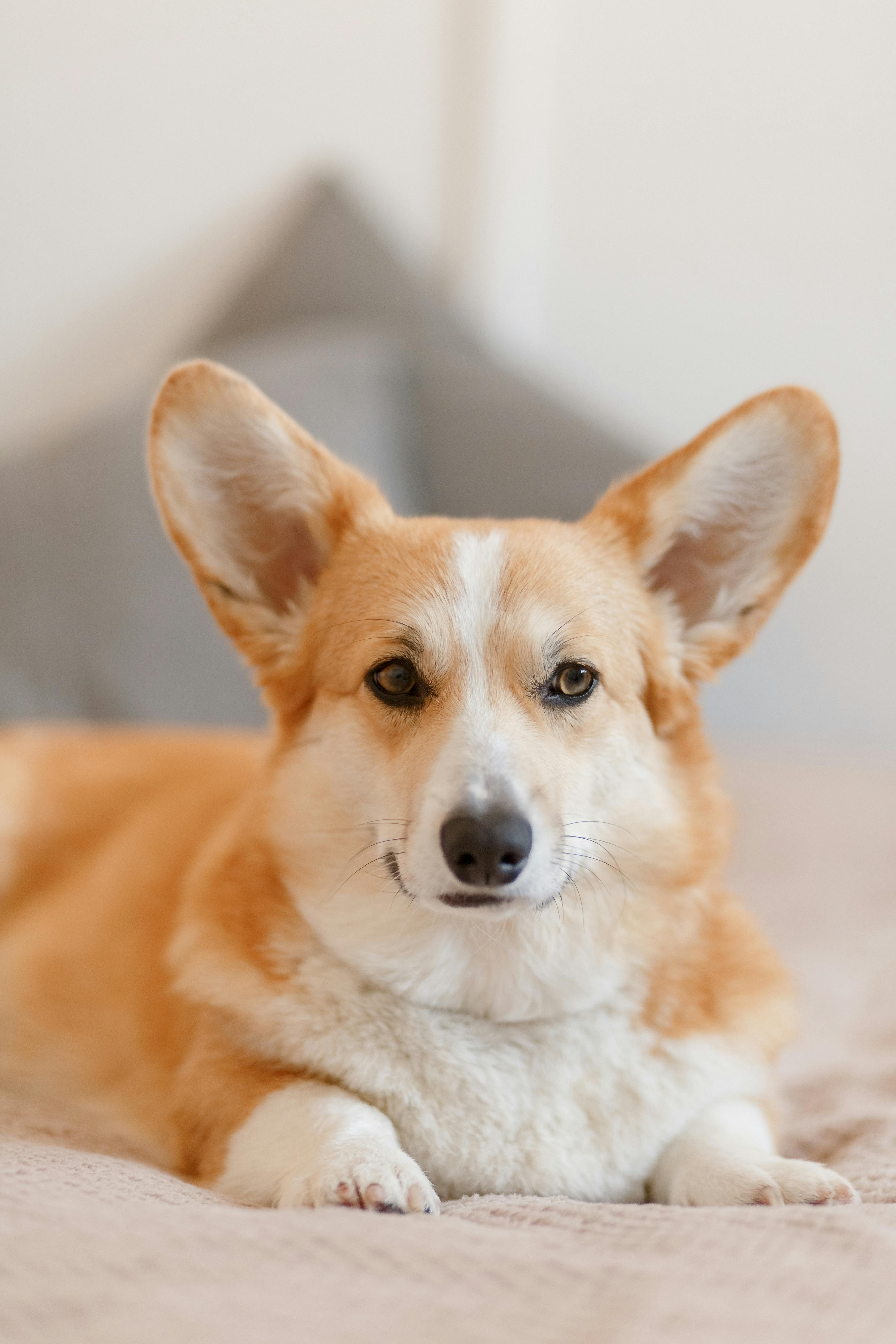 Breed Specific Corgi