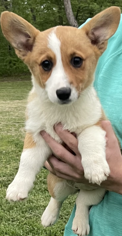 Corgi woke up in morning 2