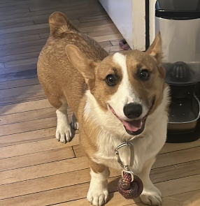 Corgi Feeling Happy