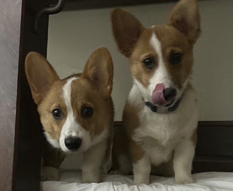 Corgis Together 2