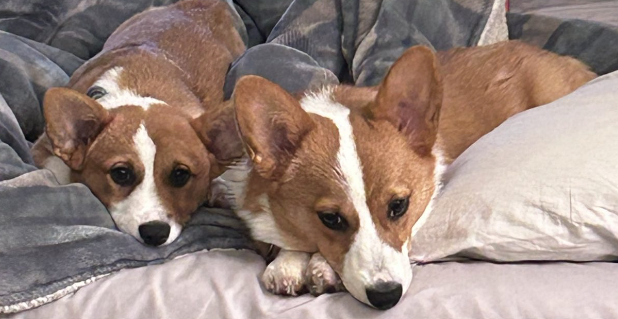 Corgis Together