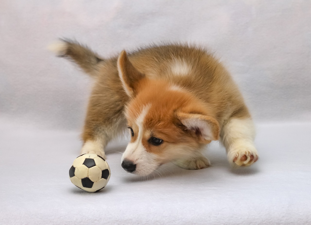 Corgi 3