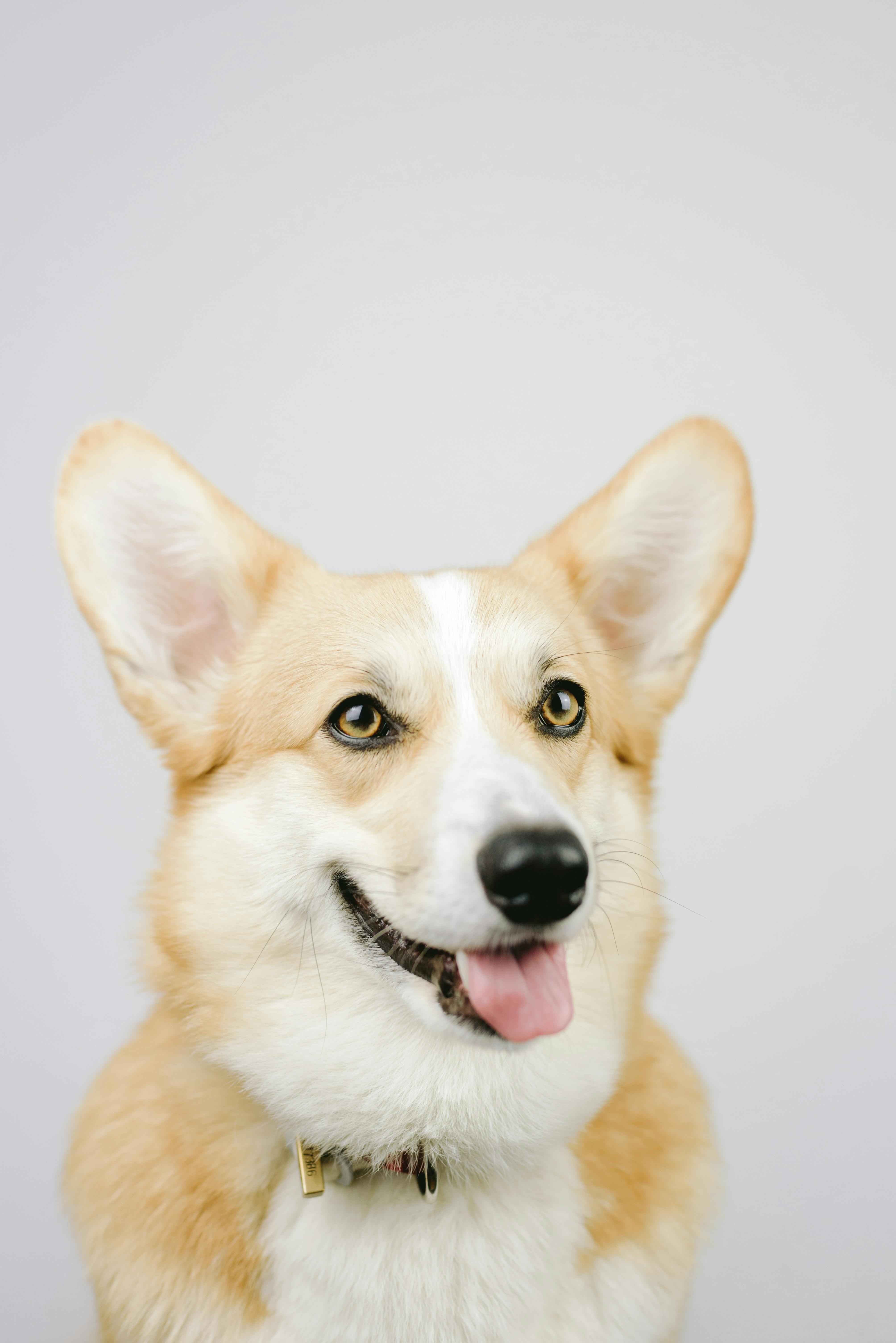 Corgi 2